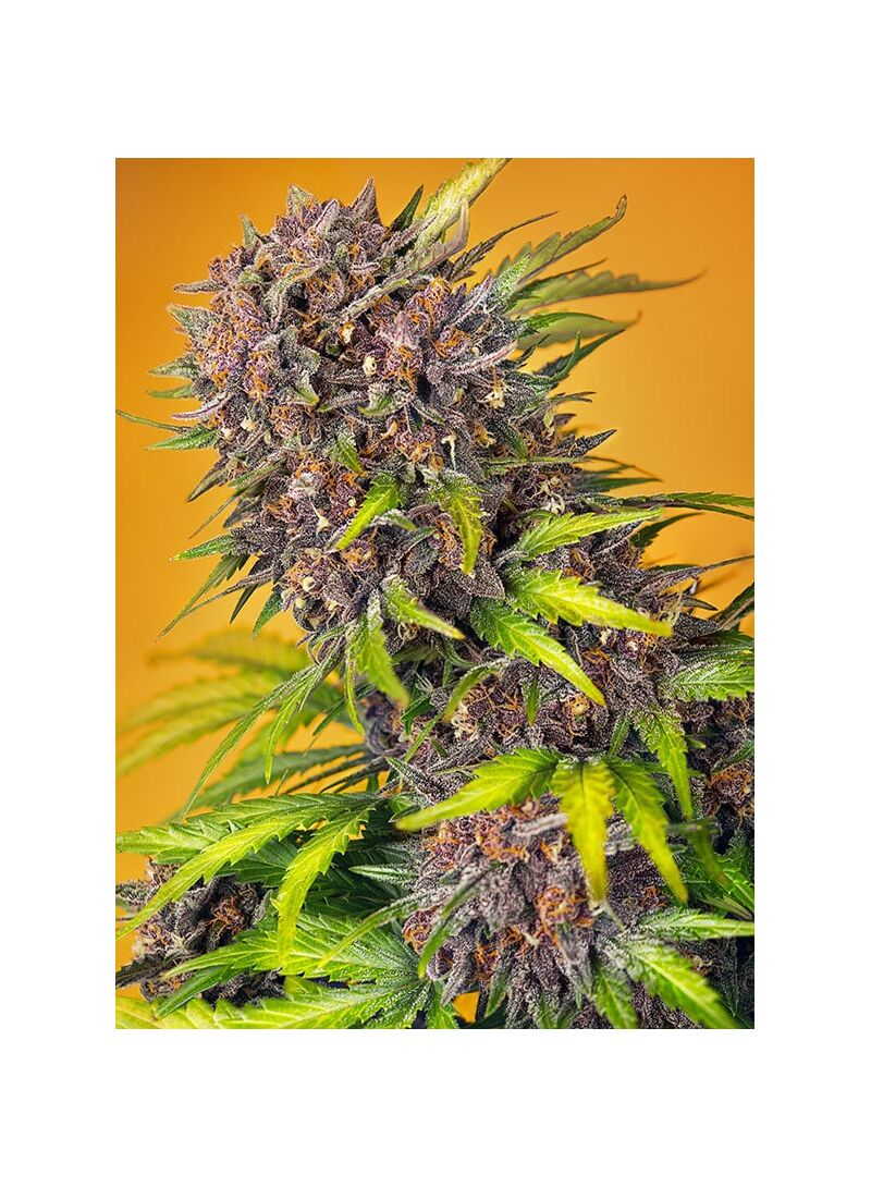 Diablo Rojo XL Auto, Фасовка: 5+2